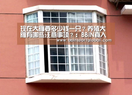 现在大雁要多少钱一只?养殖大雁有哪些注意事项?:BBIN真人(图1) BBIN真人